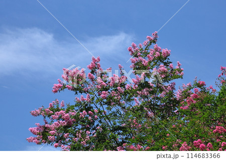 真夏の青空に映える 真夏の青空に映える 114683366