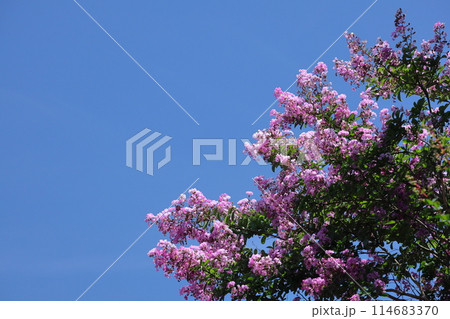 真夏の青空に映える 真夏の青空に映える 114683370