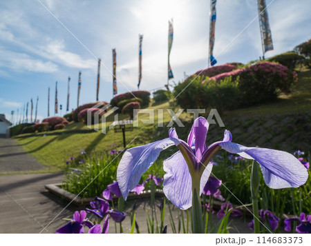 幟に花菖蒲 幟に花菖蒲 114683373