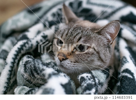 毛布の中の猫　シャムトラ猫 114683391