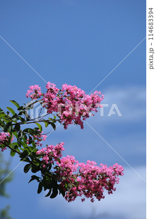 真夏の青空に映える 真夏の青空に映える 114683394