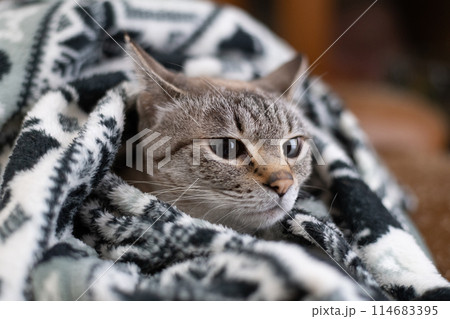 毛布の中の猫　シャムトラ猫 114683395