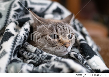 毛布の中の猫 シャムトラ猫 毛布の中の猫 シャムトラ猫 114683397