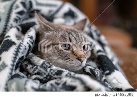 毛布の中の猫 シャムトラ猫 毛布の中の猫 シャムトラ猫 114683399