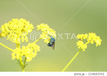 オオセイボウ 114683542