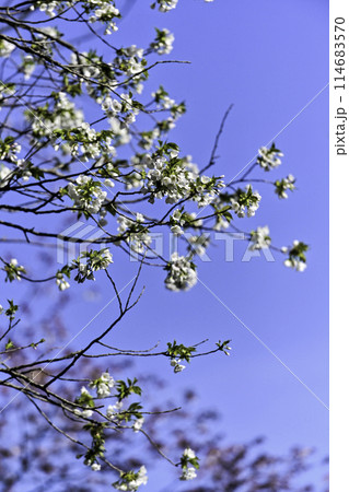 桜満開の卯辰山 114683570