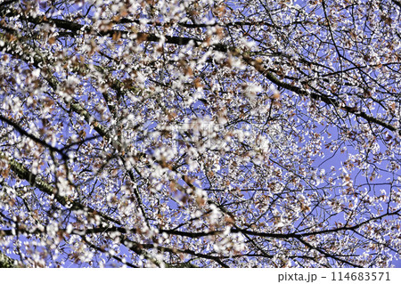 桜満開の卯辰山 桜満開の卯辰山 114683571
