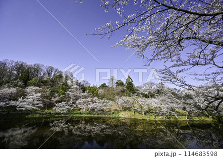 桜満開の卯辰山 114683598