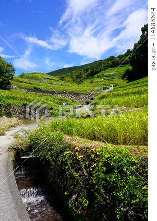 小豆島の中山千枚田（映画・ドラマのロケ地） 114683624