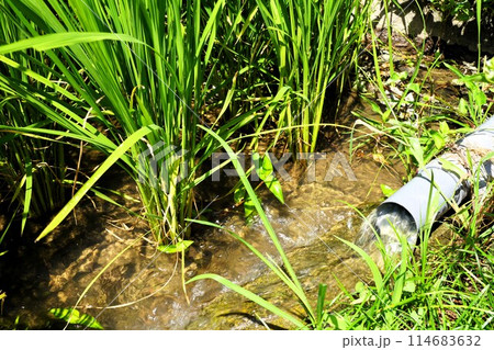 小豆島の中山千枚田（映画・ドラマのロケ地） 114683632