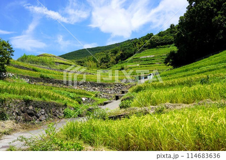 小豆島の中山千枚田（映画・ドラマのロケ地） 114683636