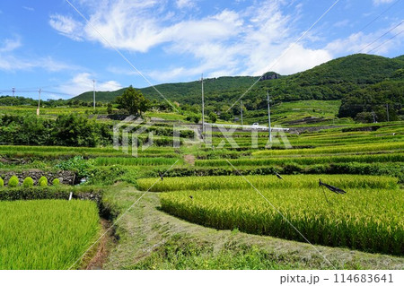 小豆島の中山千枚田(映画・ドラマのロケ地) 小豆島の中山千枚田(映画・ドラマのロケ地) 114683641