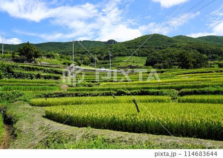小豆島の中山千枚田(映画・ドラマのロケ地) 小豆島の中山千枚田(映画・ドラマのロケ地) 114683644