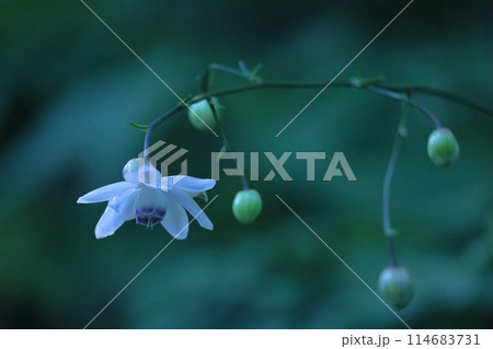 森に垂れ下がるランプ 森に垂れ下がるランプ 114683731