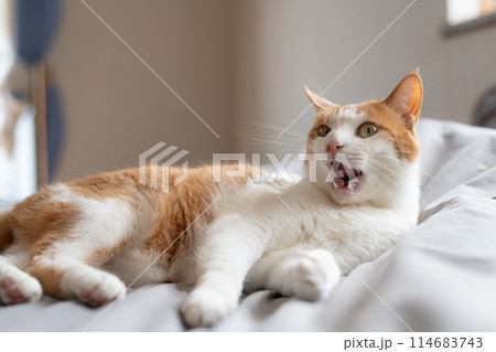 ベッドの上でくつろぐ猫　茶トラ白 114683743
