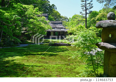 初夏の吉城園 初夏の吉城園 114683753
