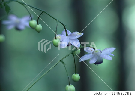 森に垂れ下がるランプ 森に垂れ下がるランプ 114683792