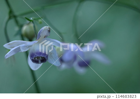 森に垂れ下がるランプ 森に垂れ下がるランプ 114683823