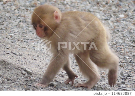 【大分県】高崎山自然動物園のニホンザル 114683887