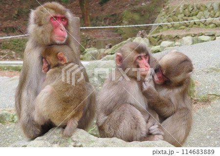 【大分県】高崎山自然動物園のニホンザル 114683889