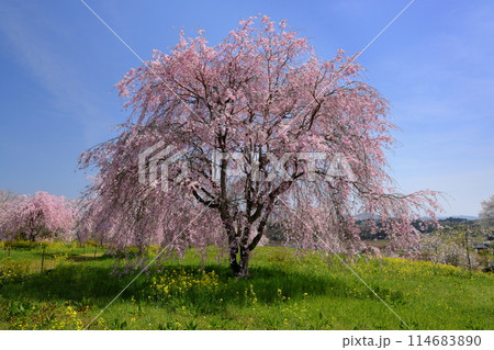 栃木県芳賀郡益子町小宅　桜の名所小宅古墳群の丘に咲くベニシダレザクラ 114683890