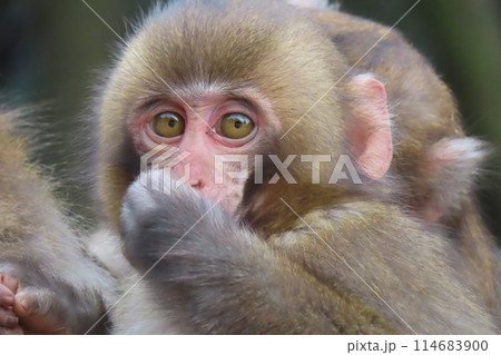 【大分県】高崎山自然動物園のニホンザル 【大分県】高崎山自然動物園のニホンザル 114683900