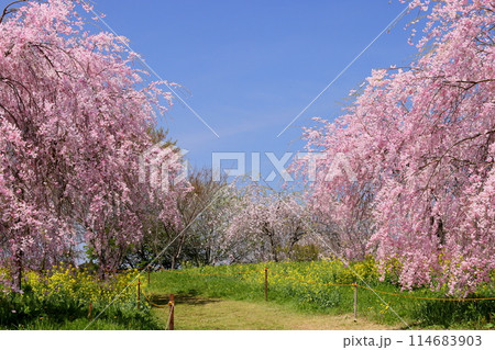 栃木県芳賀郡益子町小宅　桜の名所小宅古墳群の丘に咲くベニシダレザクラ 114683903