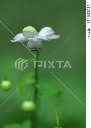 森に垂れ下がるランプ 森に垂れ下がるランプ 114683911