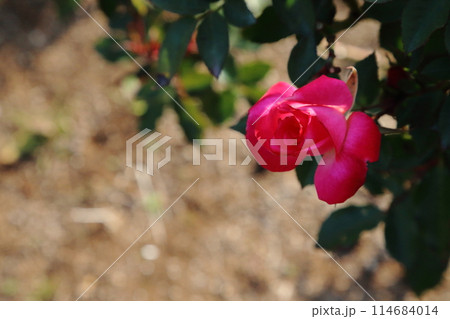 荒尾市 おもやい市民花壇 バラの花、 荒尾市 おもやい市民花壇 バラの花、 114684014