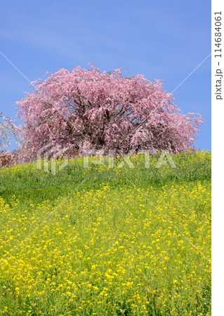 栃木県芳賀郡益子町小宅　桜の名所小宅古墳群の丘に咲くベニシダレザクラと菜の花 114684061