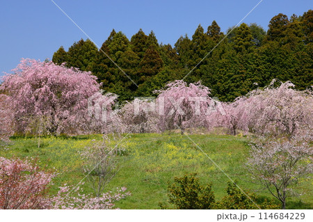 栃木県芳賀郡益子町小宅　桜の名所小宅古墳群の丘に咲くベニシダレザクラなどの桜と菜の花 114684229