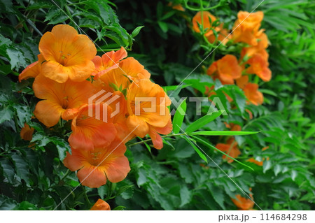 森の木に垂れ下がる 114684298