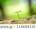 新緑の中の新たな芽生え 114684316