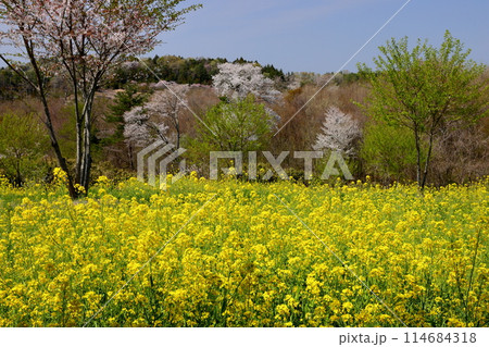 栃木県芳賀郡益子町小宅　桜の名所小宅古墳群の丘に咲く菜の花とヤマザクラなど 114684318