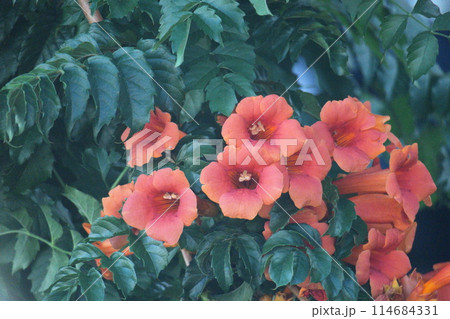 森の木に垂れ下がる 森の木に垂れ下がる 114684331