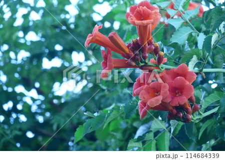 森の木に垂れ下がる 114684339