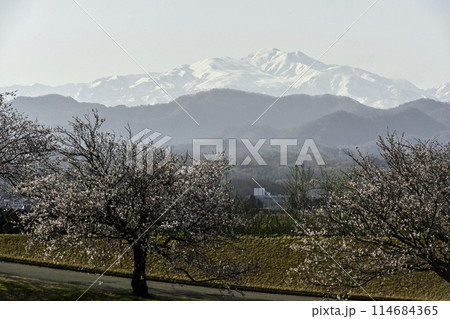 桜咲く手取川から望む白山 桜咲く手取川から望む白山 114684365