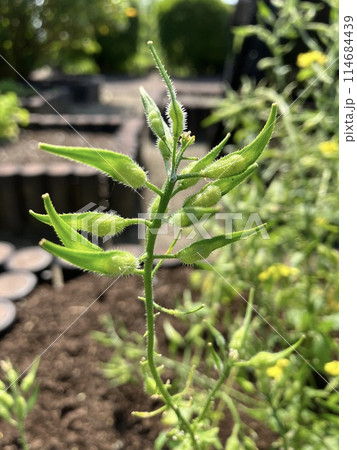 白芥子　シロガラシ 114684439