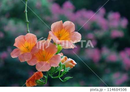 森の木に垂れ下がる 114684506