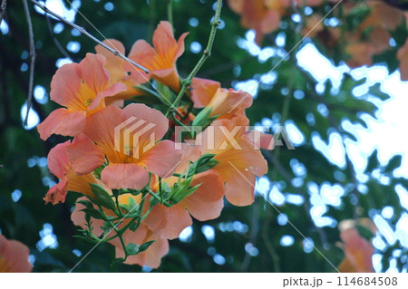 森の木に垂れ下がる 114684508