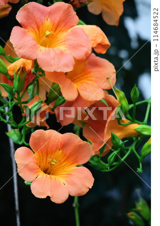 森の木に垂れ下がる 114684522