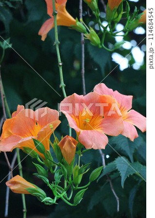 森の木に垂れ下がる 114684545