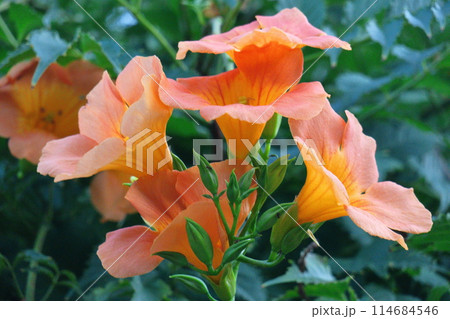 森の木に垂れ下がる 114684546