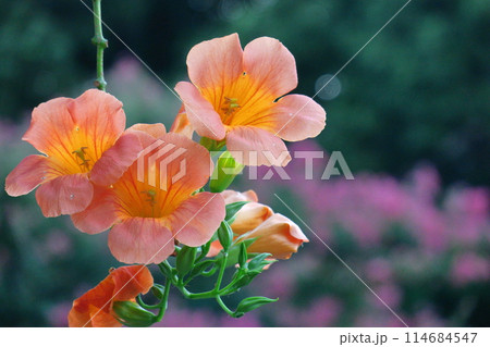 森の木に垂れ下がる 114684547