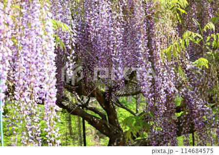 白毫寺‗藤の花 114684575