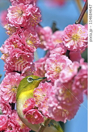 満開の紅梅にメジロさん ( 春イメージ )( ほのぼのイメージ ) 満開の紅梅にメジロさん ( 春イメージ )( ほのぼのイメージ ) 114684647