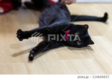 床に寝転ぶ黒猫 床に寝転ぶ黒猫 114684657