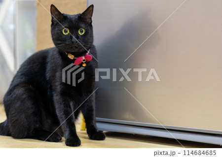 座る黒猫 座る黒猫 114684685