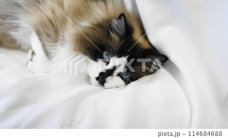 寝ながらこちらをみる猫 寝ながらこちらをみる猫 114684688