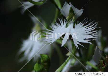 空を飛ぶ白鷺 空を飛ぶ白鷺 114684748